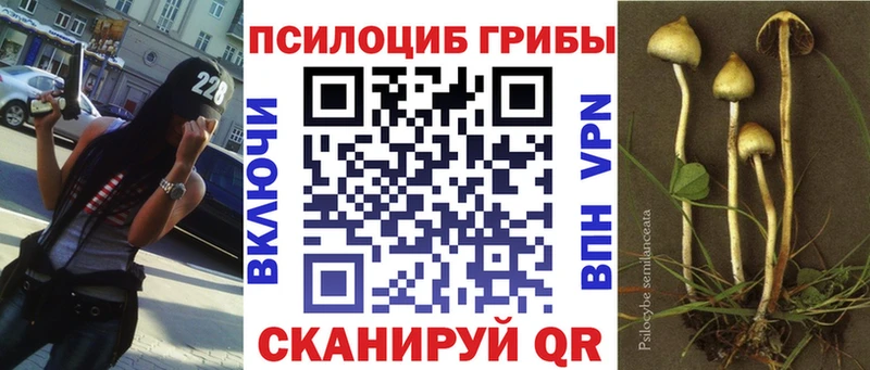 Купить закладки  Советск  Галлюциногенные грибы GOLDEN TEACHER 